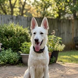 Celeste, Shepherd, adult, available for adoption