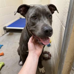 Diesel, Great Dane, adult, available for adoption