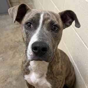 Dallas, Retriever, Labrador, adult, available for adoption