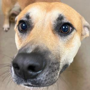 Elijah, Retriever, adult, available for adoption