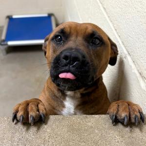 Buck, Retriever, Labrador, adult, available for adoption