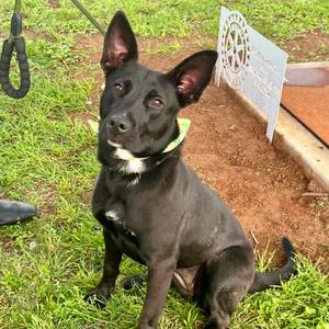 Giselle, Terrier, Pit Bull, adult, available for adoption