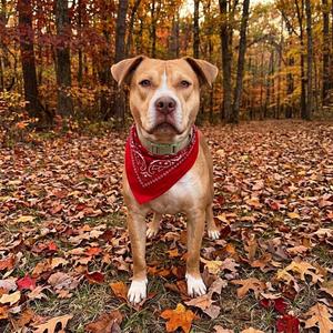 Courage, Retriever, Labrador, adult, available for adoption