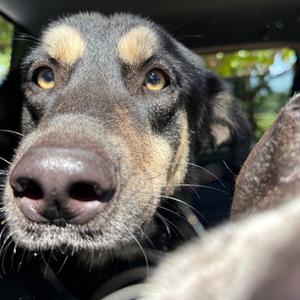 Blessing, Shepherd, adult, available for adoption