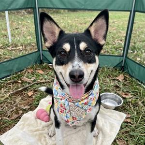 Athena, American Blue Heeler, adult, available for adoption