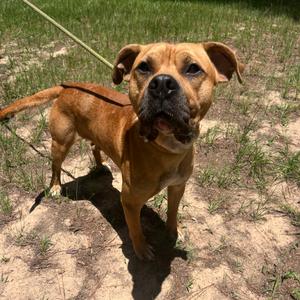 Bruno, Mastiff, adult, available for adoption