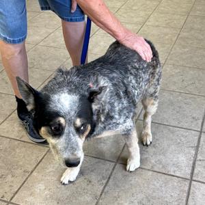 A black and white dog with a blue collar being petted by a person