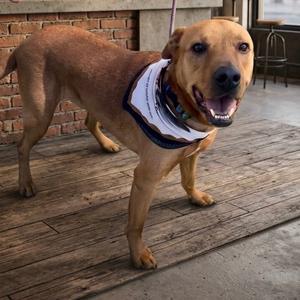 A brown dog wearing a white bandana with blue and red stripes, standing on a wooden deck with a brick wall in the background.