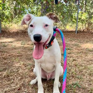 Brewster aka P.D., Retriever, Labrador, adult, available for adoption