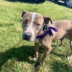 Abigail, Terrier, adult, available for adoption