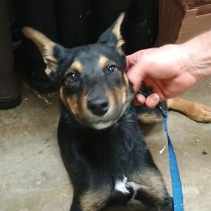 Braxton, Malinois, Belgian, adult, available for adoption
