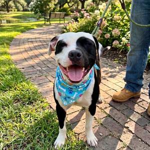 Ace, Terrier, Pit Bull, adult, available for adoption