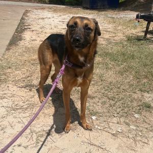 Erza Scarlett aka Joey, Shepherd, adult, available for adoption