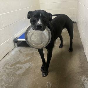 Gibbs AKA Sampson, Retriever, Black Labrador, adult, available for adoption