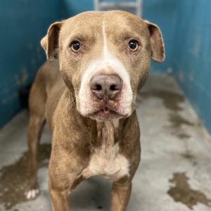 Brownie, Terrier, Pit Bull, adult, available for adoption