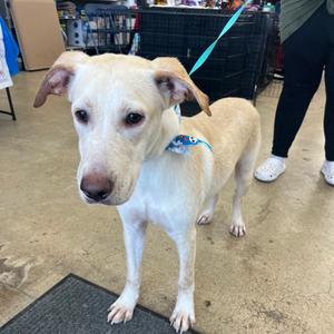 Helios, Retriever, Yellow Labrador, adult, available for adoption
