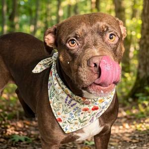 Ginny, Terrier, adult, available for adoption
