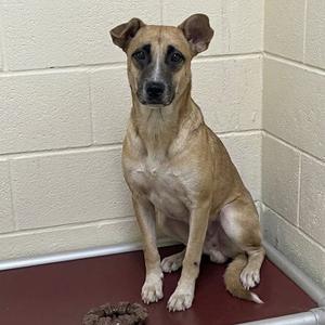 Ed, Shepherd, adult, available for adoption