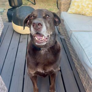 A brown dog with a black collar sitting on a wooden deck, looking up with its mouth open and tongue out.