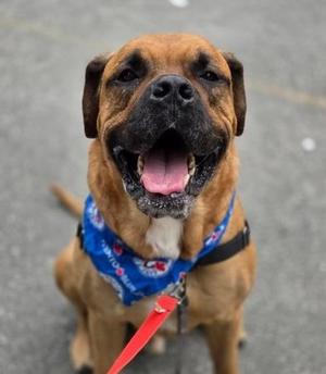 HK, Mastiff, adult, available for adoption