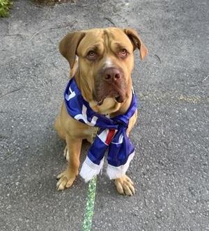 A brown dog wearing a blue and white bandana with red accents, sitting on a paved surface.