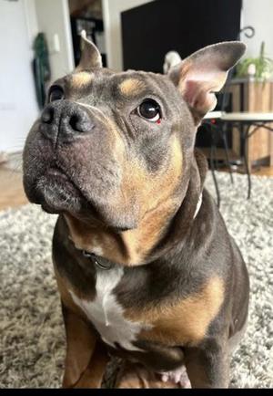 Asia, Bulldog, adult, available for adoption