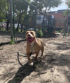 A brown dog with a pink collar is running towards the camera in a fenced area with dirt ground and trees in the background.
