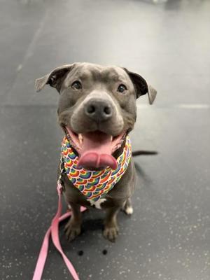 Apollo, Mixed Breed, adult, available for adoption