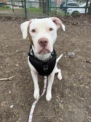 A white pit bull dog with brown markings on its head wears a black harness and sits on the ground with a leash.