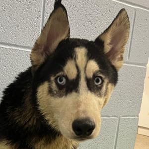 Jiro, Husky, puppy, available for adoption