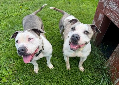 Estrella, Mixed Breed, adult, available for adoption