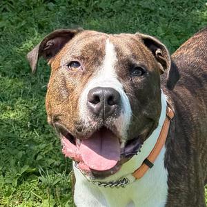 Deebo, Mixed Breed, young, available for adoption