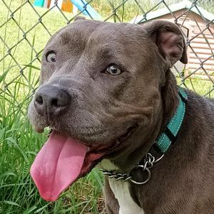 Marceea, Mixed Breed, adult, available for adoption