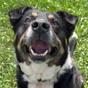 Guardian, Mixed Breed, senior, available for adoption