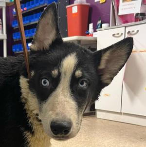 Taro, Husky, puppy, available for adoption