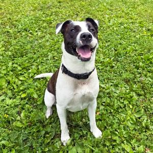 Riley, Mixed Breed, young, available for adoption