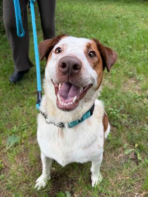 Lucas, Cattle Dog / Mixed Breed, adult, available for adoption