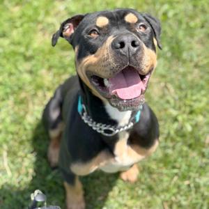 Django, Rottweiler / Mixed Breed, adult, available for adoption