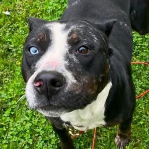 Koa, Mixed Breed, adult, available for adoption