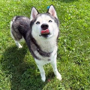 Sterling, Husky, adult, available for adoption