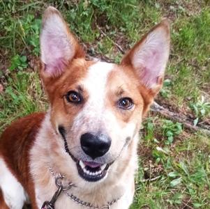 Autumn, Cattle Dog / Mixed Breed, adult, available for adoption