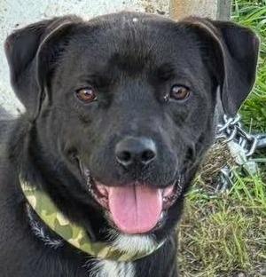 Sharky, Labrador Retriever, adult, available for adoption