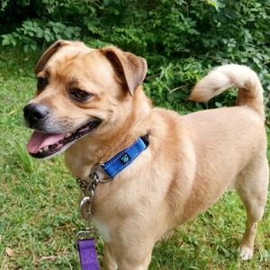 Bendy, Pug / Beagle, adult, available for adoption