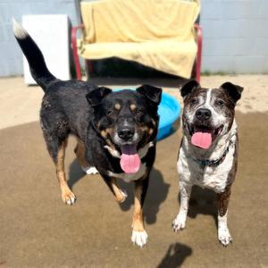 Buddy, Mixed Breed, senior, available for adoption