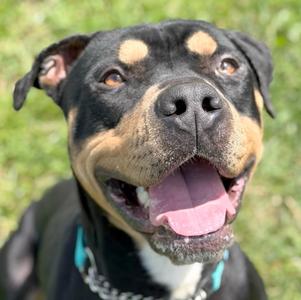 Django, Rottweiler / Mixed Breed, adult, available for adoption