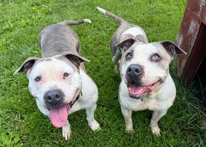 Akira, Mixed Breed, adult, available for adoption