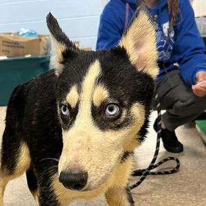 Raksha, Husky, puppy, available for adoption
