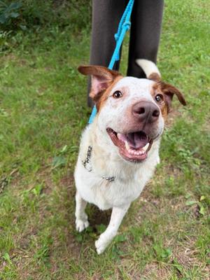 Lucas, Cattle Dog / Mixed Breed, adult, available for adoption