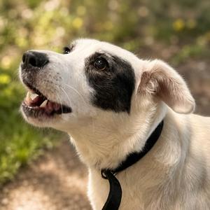 Vintage, Mixed Breed, adult, available for adoption