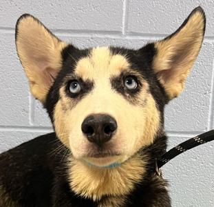Yukon, Husky, puppy, available for adoption